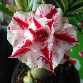 Adenium obesum cv.rung nirun caudex d'environ 2000g 25/30cm très gros caudex