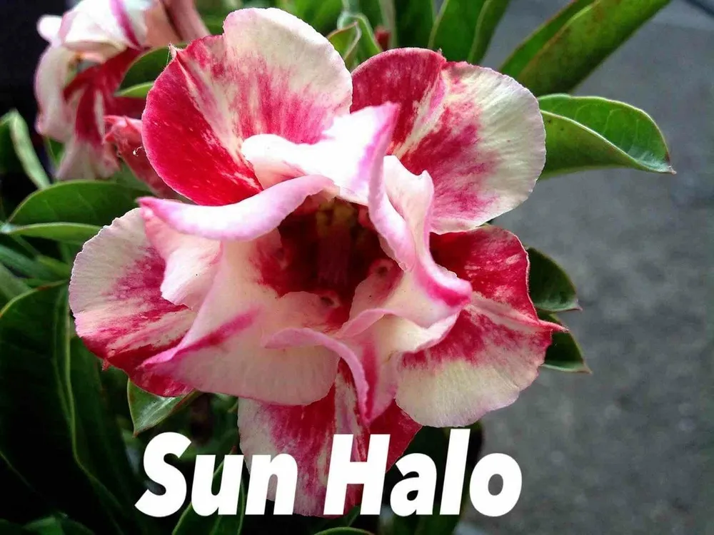 Adenium obesum cv.sun bonjour couleur floraison:jaune et rouge - caudex d'environ 2000g 25/30cm très gros caudex