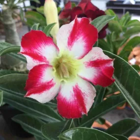 Adenium obesum cv.thep-pra-tan couleur floraison:rouge - caudex d'environ 2000g 25/30cm très gros caudex
