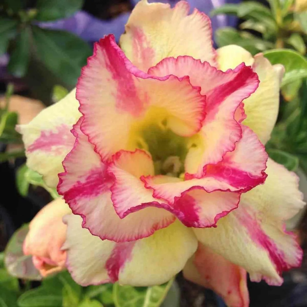 Adenium obesum cv.thong yod couleur floraison:jaune et rouge - caudex d'environ 2000g 25/30cm très gros caudex