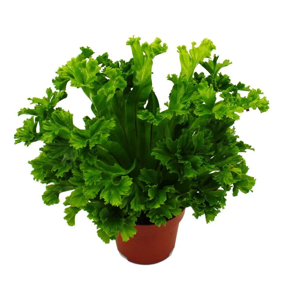 Asplenium antiquum leslie variétés spéciales de fougères pour la chambre fougère nid pot de 12cm hauteur environ 25cm