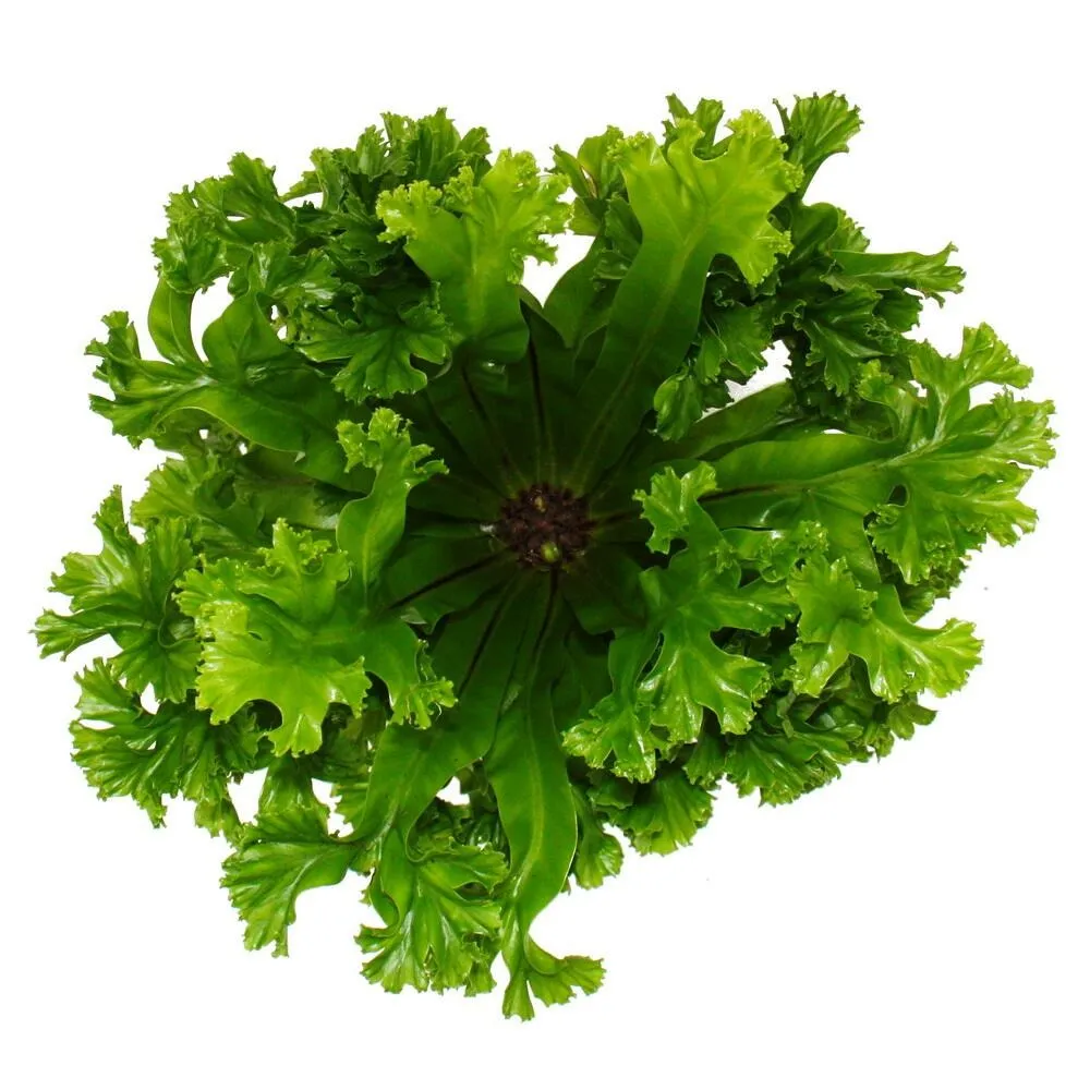 Asplenium antiquum leslie variétés spéciales de fougères pour la chambre fougère nid pot de 17cm hauteur environ 30-40cm