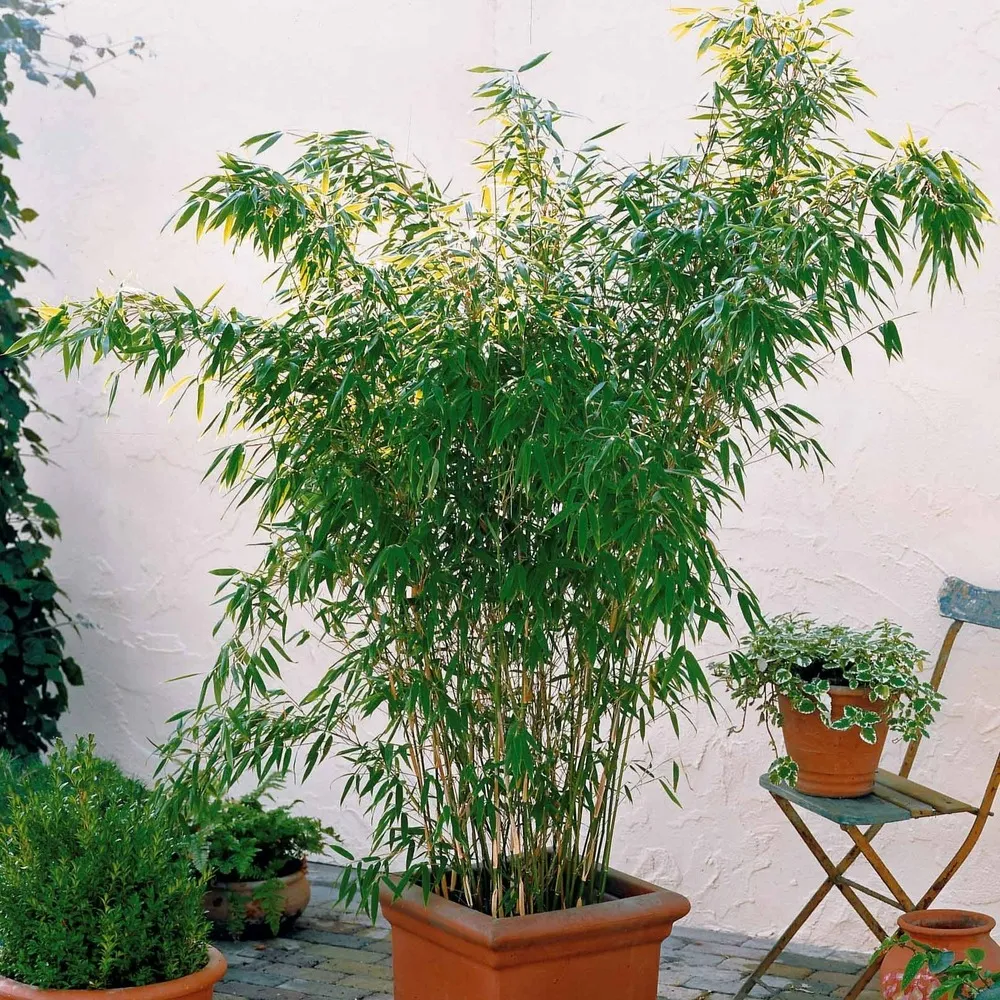 Bambou vert non-traçant - le pot / ø 11cm / hauteur livrée environ 30cm