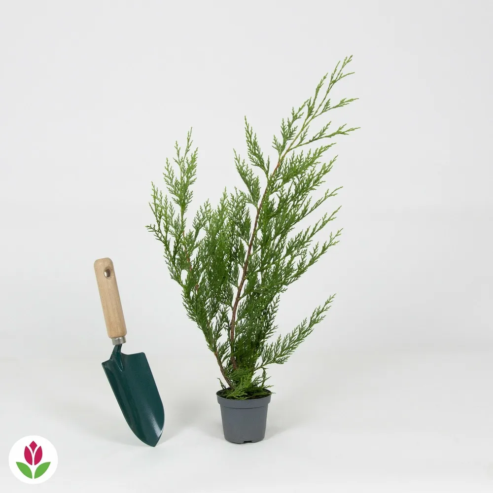 Cyprès de leyland - le pot / ø 9cm / hauteur livrée environ 30cm, vendu par lot de 2