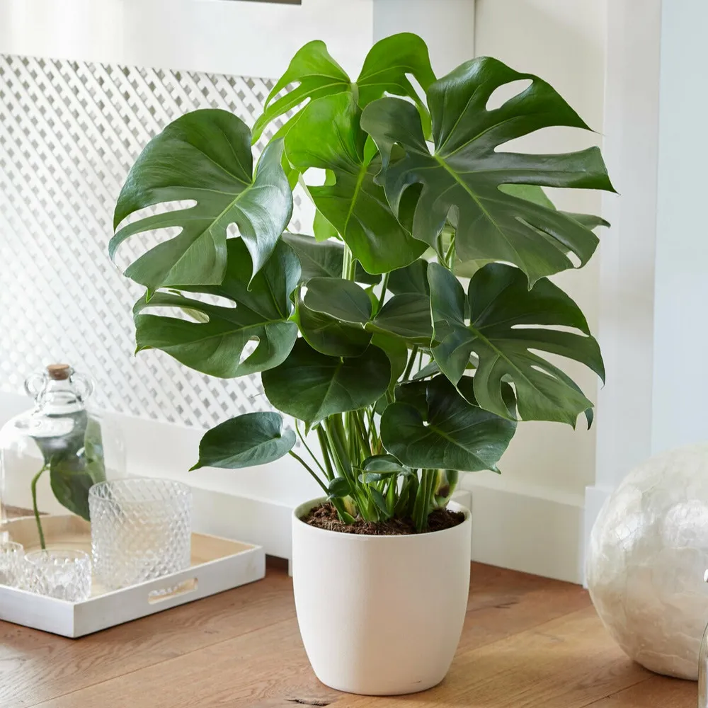 Philodendron monstera deliciosa - le pot / ø 17cm / hauteur livrée environ 40cm