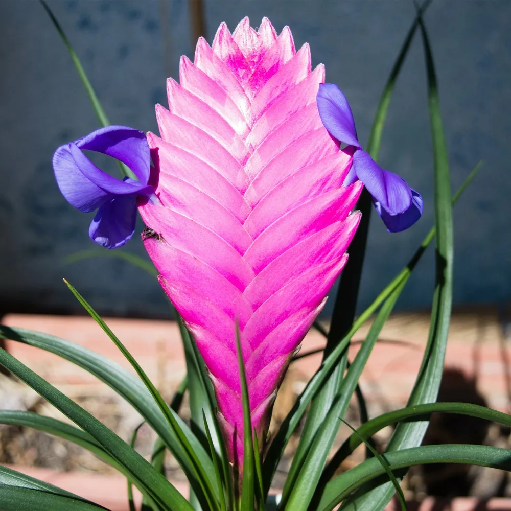 Tillandsia bleu - le pot / ø 9cm / hauteur livrée environ 18cm
